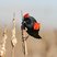 Red-winged Blackbird